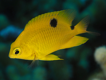 Threespot Damselfish - Stegastes planifrons - Bonaire