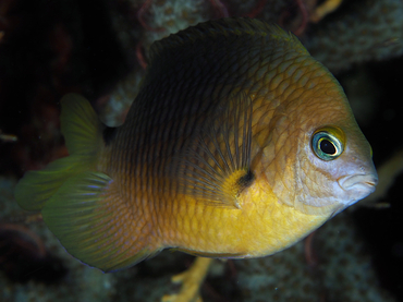 Threespot Damselfish - Stegastes planifrons - Bonaire