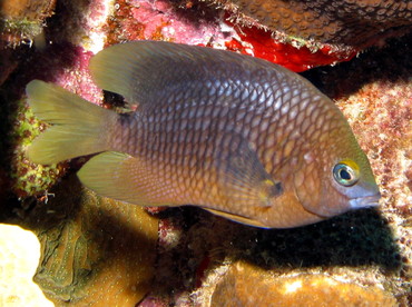 Threespot Damselfish - Stegastes planifrons - Aruba