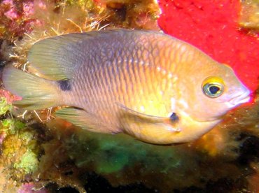 Threespot Damselfish - Stegastes planifrons - Roatan, Honduras