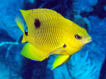 Threespot Damselfish - Stegastes planifrons - Nassau, Bahamas