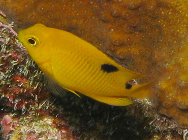 Threespot Damselfish - Stegastes planifrons - Belize