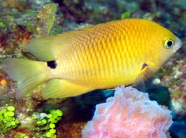 Threespot Damselfish - Stegastes planifrons - Belize