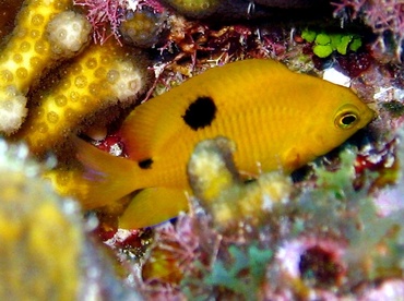 Threespot Damselfish - Stegastes planifrons - Belize