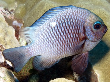 Threespot Dascyllus - Dascyllus trimaculatus - Yap, Micronesia