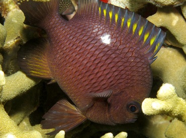 Threespot Dascyllus - Dascyllus trimaculatus - Yap, Micronesia