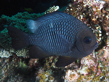 Threespot Dascyllus - Dascyllus trimaculatus - Great Barrier Reef, Australia