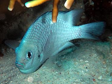 Threespot Dascyllus - Dascyllus trimaculatus - Komodo, Indonesia