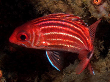 Three-Spot Squirrelfish - Sargocentron cornutum - Lembeh Strait, Indonesia