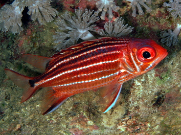 Three-Spot Squirrelfish - Sargocentron cornutum - Anilao, Philippines