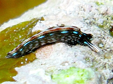 Slender Sapsucking Slug - Thuridilla gracilis - Yap, Micronesia