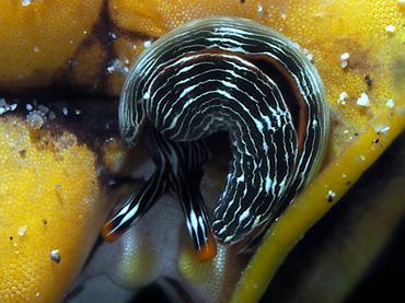 Slender Sapsucking Slug - Thuridilla gracilis - Komodo, Indonesia