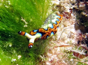 Painted Elysia - Thuridilla picta - Cozumel, Mexico