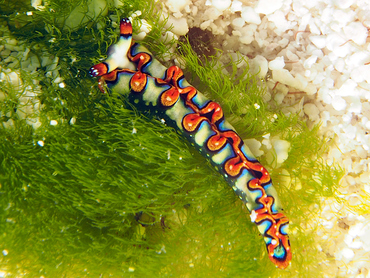 Painted Elysia - Thuridilla picta - Cozumel, Mexico