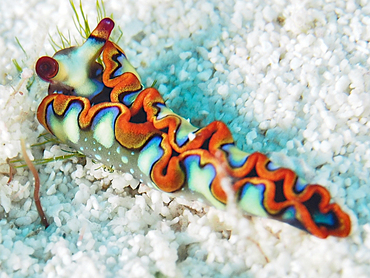 Painted Elysia - Thuridilla picta - Cozumel, Mexico