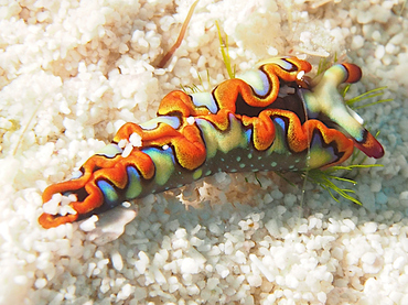 Painted Elysia - Thuridilla picta - Cozumel, Mexico