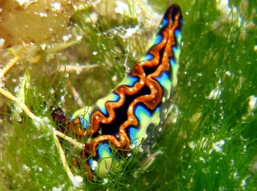 Painted Elysia - Thuridilla picta - Cozumel, Mexico