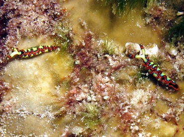 Painted Elysia - Thuridilla picta - Cozumel, Mexico