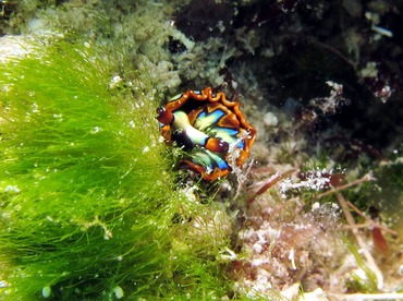 Painted Elysia - Thuridilla picta - Cozumel, Mexico