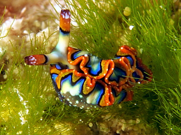 Painted Elysia - Thuridilla picta - Cozumel, Mexico