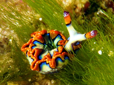 Painted Elysia - Thuridilla picta - Cozumel, Mexico