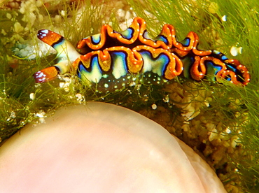 Painted Elysia - Thuridilla picta - Cozumel, Mexico