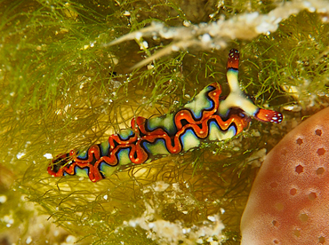 Painted Elysia - Thuridilla picta - Cozumel, Mexico