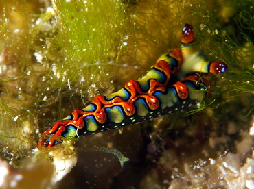 Painted Elysia - Thuridilla picta - Cozumel, Mexico