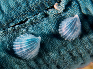 Crystalline Sea Star Snail - Thyca crystallina - Bali, Indonesia