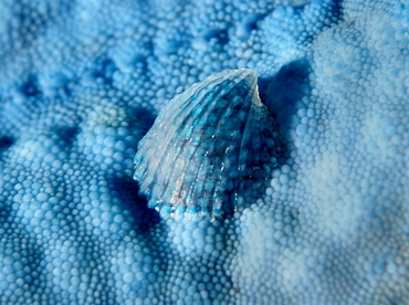 Crystalline Sea Star Snail - Thyca crystallina - Anilao, Philippines
