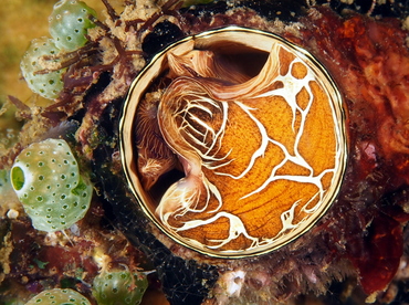 Grand Coral Worm Snail - Thylacodes grandis - Anilao, Philippines