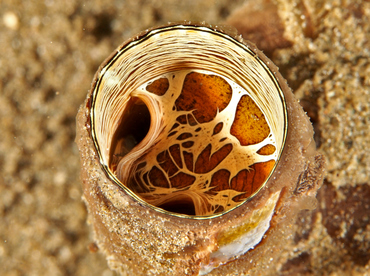 Grand Coral Worm Snail - Thylacodes grandis - Anilao, Philippines