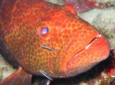 Tiger Grouper - Mycteroperca tigris - Nassau, Bahamas