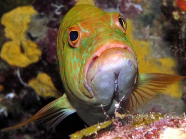 Tiger Grouper - Mycteroperca tigris - Nassau, Bahamas