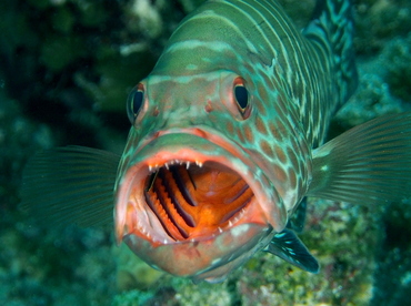 Tiger Grouper - Mycteroperca tigris - Eleuthera, Bahamas