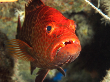 Tiger Grouper - Mycteroperca tigris - Eleuthera, Bahamas