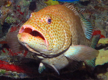 Tiger Grouper - Mycteroperca tigris - Grand Cayman