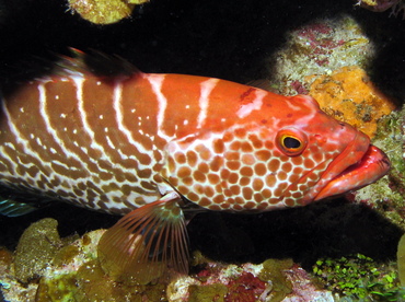 Tiger Grouper - Mycteroperca tigris - Grand Cayman