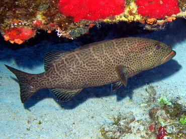 Tiger Grouper - Mycteroperca tigris - Nassau, Bahamas