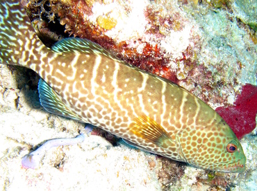 Tiger Grouper - Mycteroperca tigris - Nassau, Bahamas