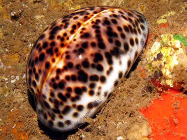 Tiger Cowry - Cypraea tigris - Lanai, Hawaii