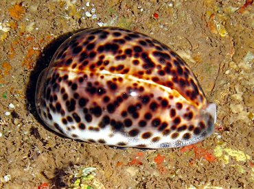 Tiger Cowry - Cypraea tigris - Lanai, Hawaii