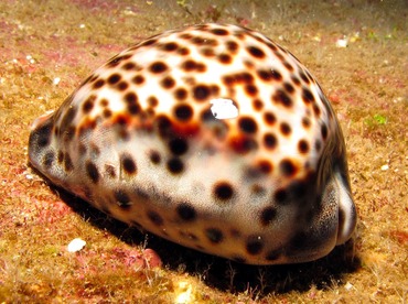 Tiger Cowry - Cypraea tigris - Lanai, Hawaii