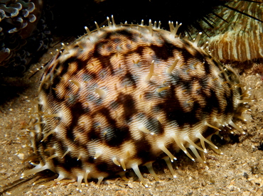 Tiger Cowry - Cypraea tigris - Lembeh Strait, Indonesia