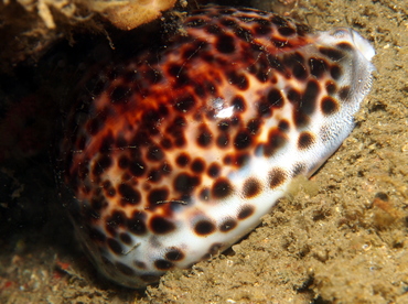 Tiger Cowry - Cypraea tigris - Lembeh Strait, Indonesia