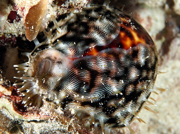 Tiger Cowry - Cypraea tigris - Palau