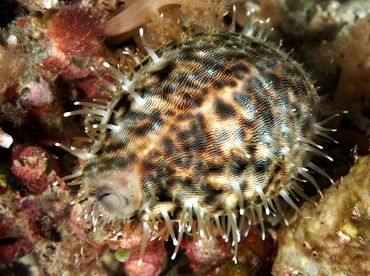 Tiger Cowry - Cypraea tigris - Palau