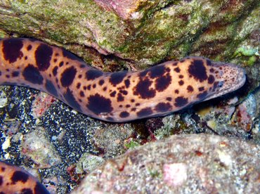 Tiger Snake Moray Eel - Scuticaria tigrina - Maui, Hawaii