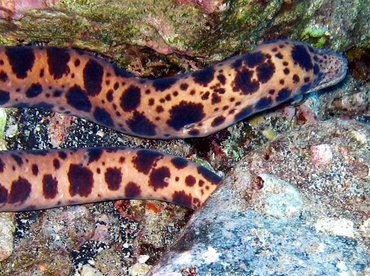 Tiger Snake Moray Eel - Scuticaria tigrina - Maui, Hawaii