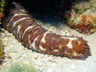 Tiger Tail Sea Cucumber - Holothuria thomasi - Nassau, Bahamas